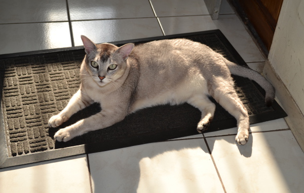 Кошка бурмилла на коврике