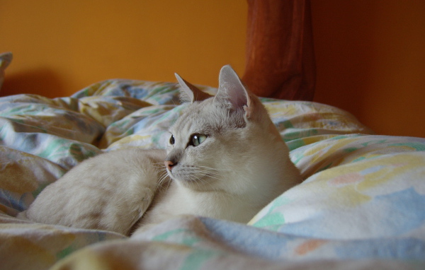 Бурмилла в кровати