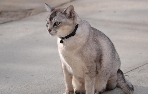 Бурмилла на дорожке