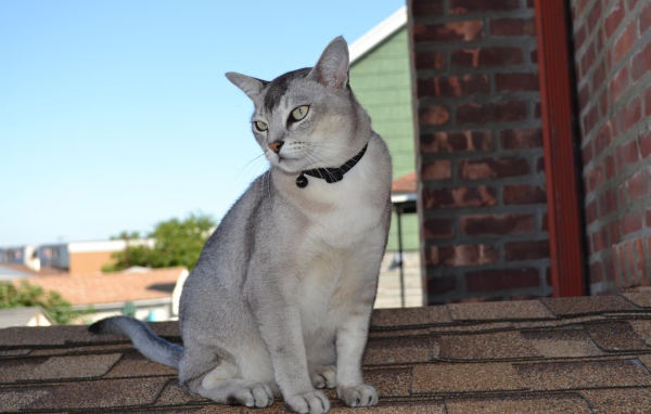 Бурмилла сидит на крыше