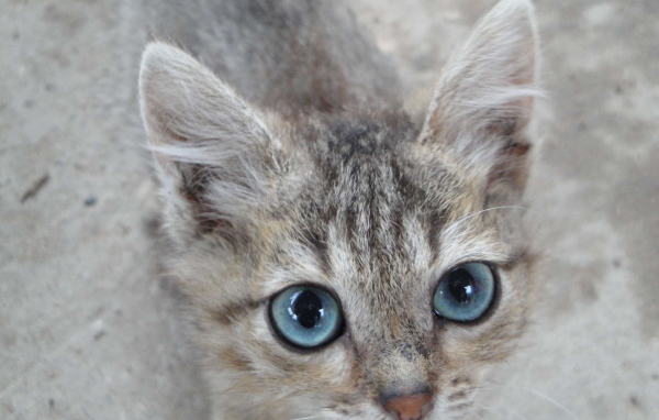 Кот охос азулес