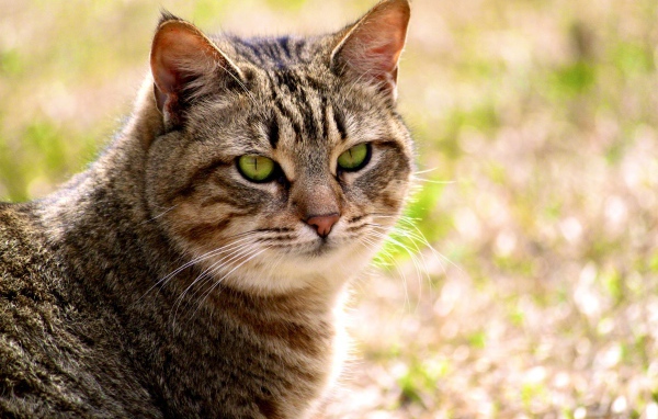 Калифорнийская сияющая кошка