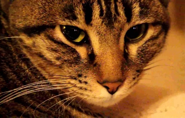 Мордочка калифорнийской сияющей кошки