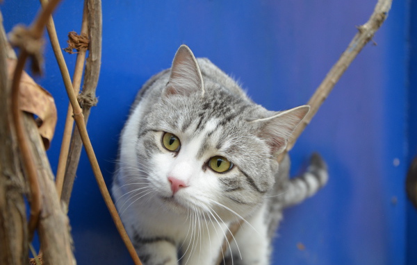 Глаза кота аравийский мау