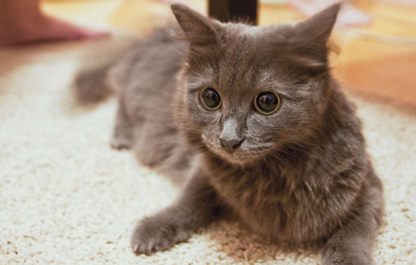 Глаза кота нибелунга