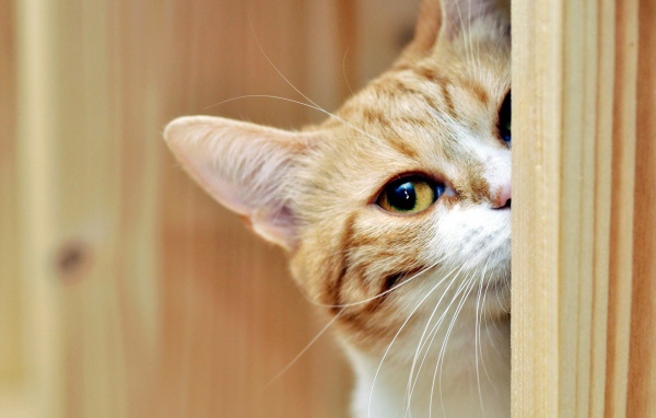 Кот выглядывает