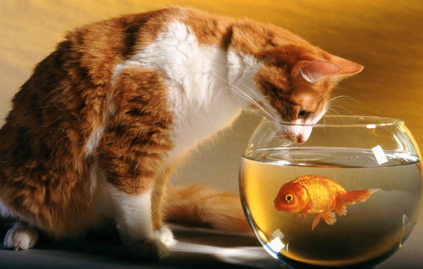 Кот и рыба