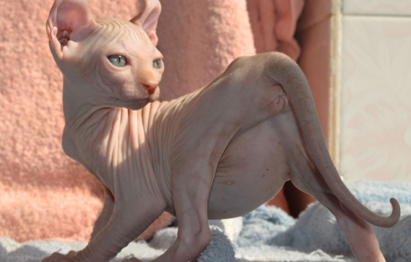 Кошка породы минскин