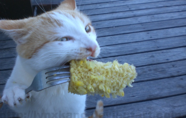 Кот ест с вилки