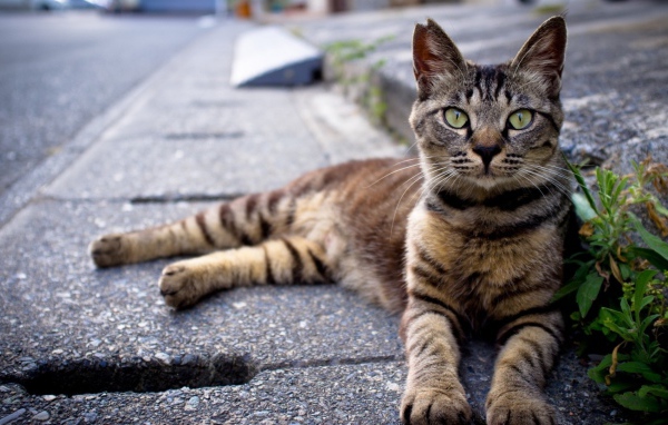 Кот лежит на улице