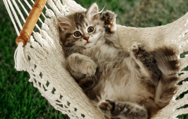 Кот в гамаке