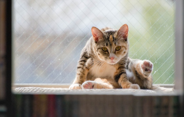 Kот на подоконнике