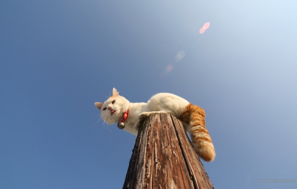Кот на деревянном столбе