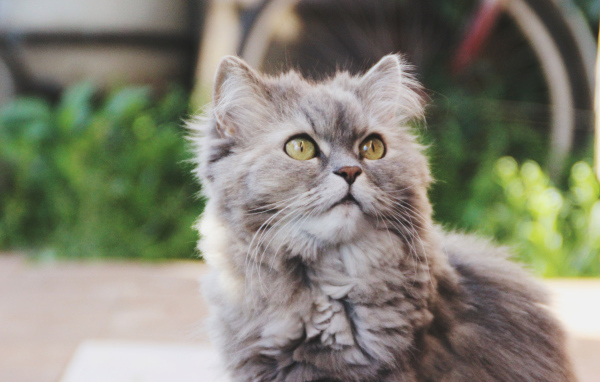 Кошка на улице