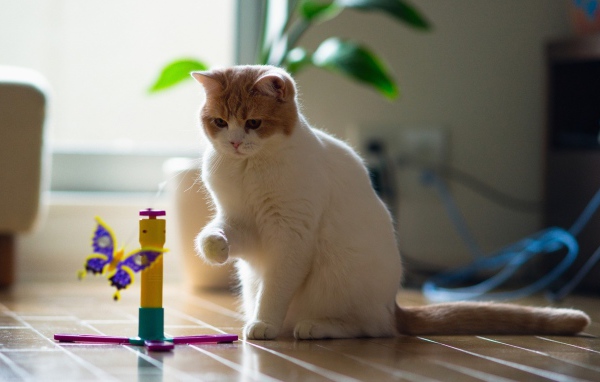 Кот играет с бабочкой