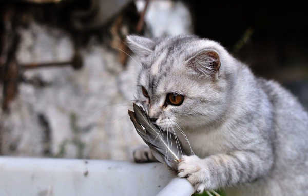 Кот играет с перьями