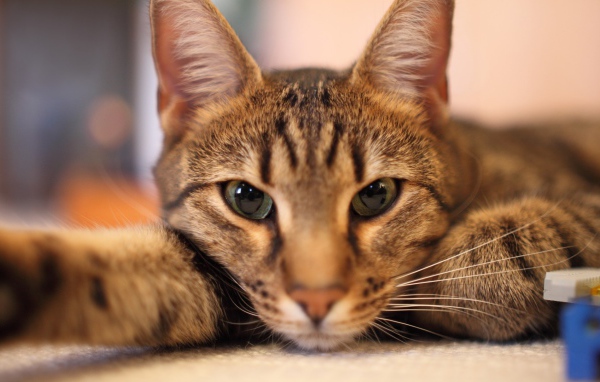 Кот отдыхает