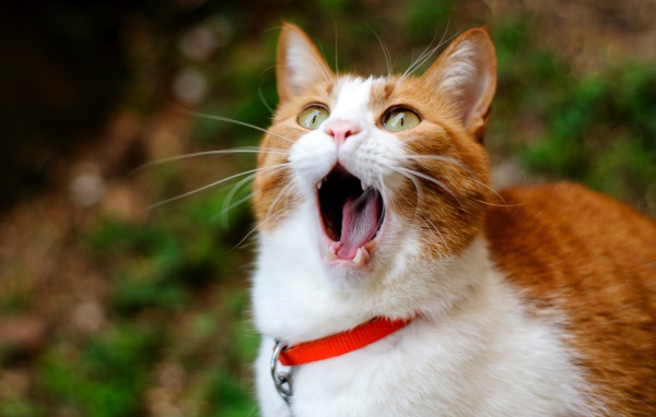 Кошачья ария