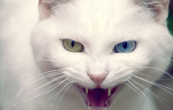Кошка показывает зубы