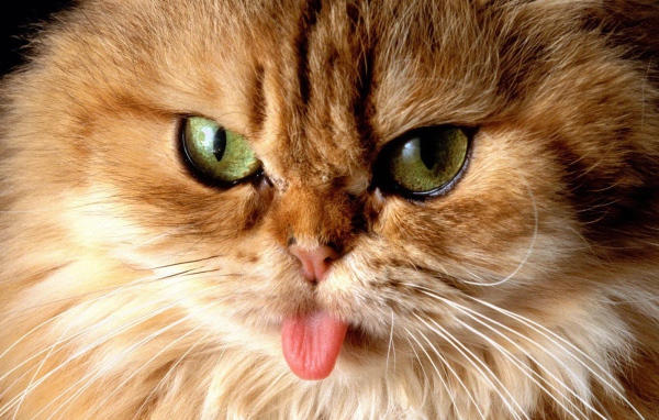 Кот показал язык