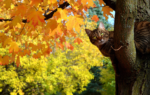 Кот сидит на дереве