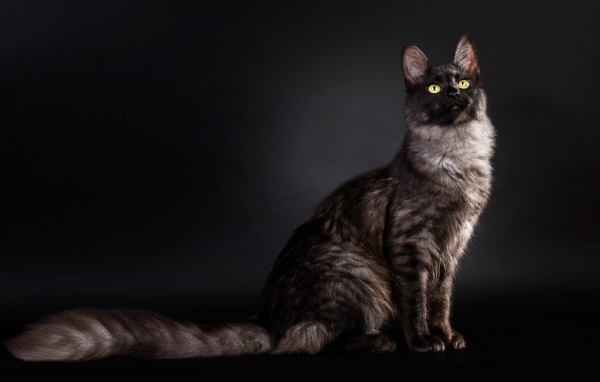 Кошка с пушистым хвостом