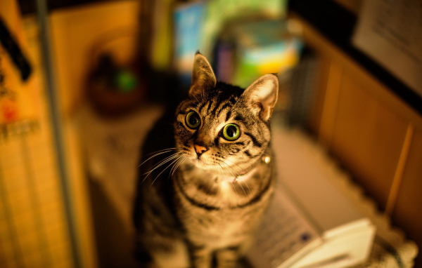 Кошка с большими глазами