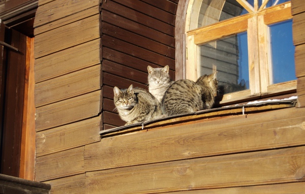 Кошки греются на солнце