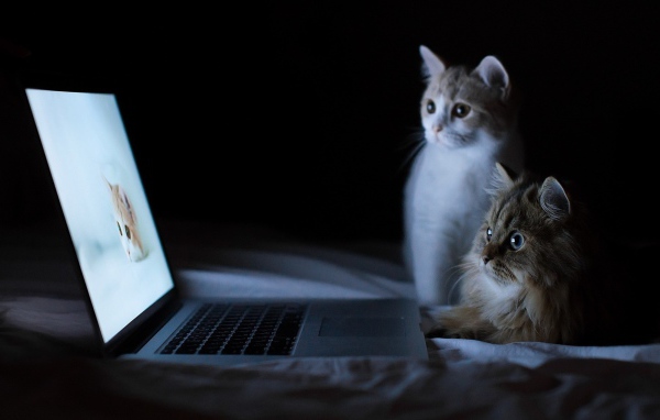 Кошки у компьютера
