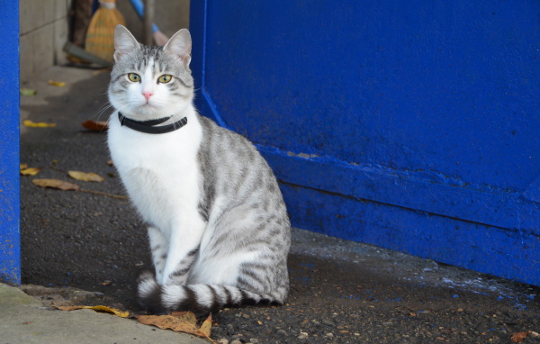 Ошейник у аравийского мау