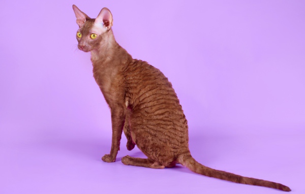 Коричневый корниш рекс