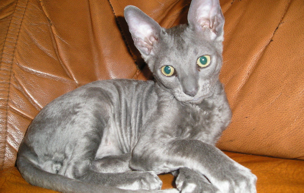 Кот корниш рекс на диване