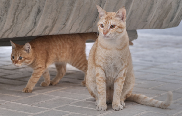 Пара кошек аравийский мау