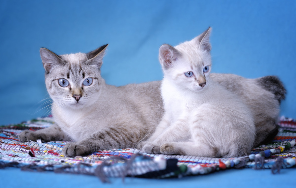 Пара кошек меконгский бобтейл