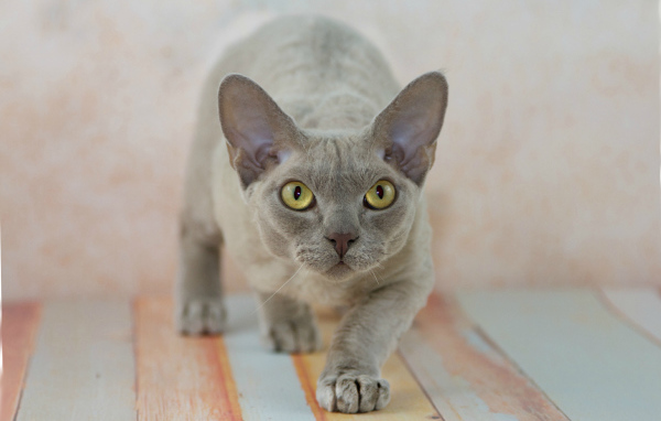 Крадущийся девон-рекс