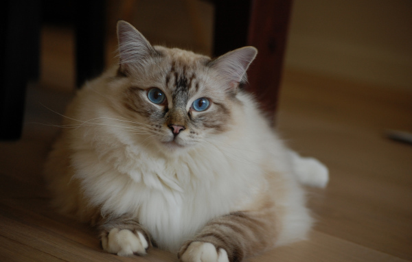 Милая кошка рэгдолл