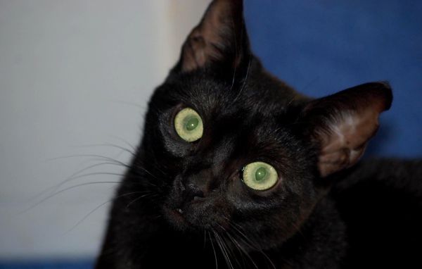 Милый котенок бомбейской кошки