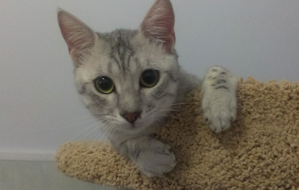 Милый котенок египетская мау