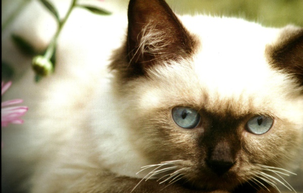 Милый котенок гималайской кошки