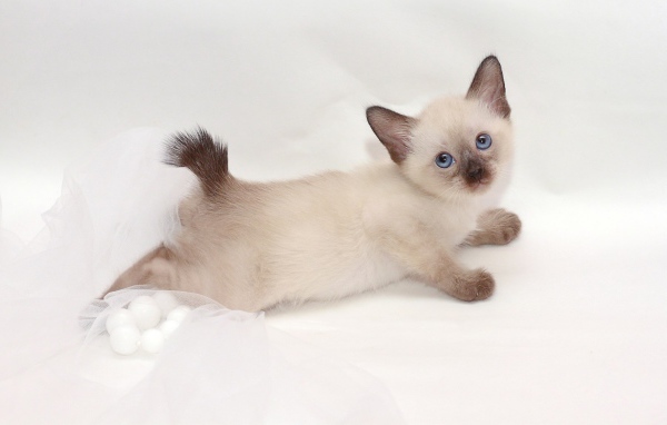 Милый котенок меконгский бобтейл(автор Nelly Shuyskaya)