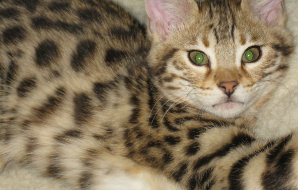 Милый котенок саванна