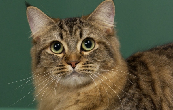 Милашка американский бобтейл