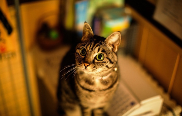 Милашка американская короткошерстная кошка