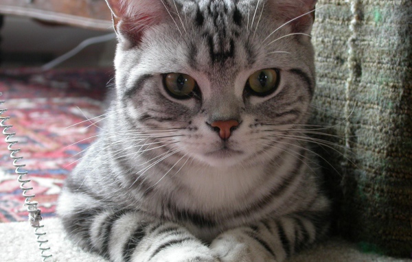 Милашка американская жесткошерстная кошка