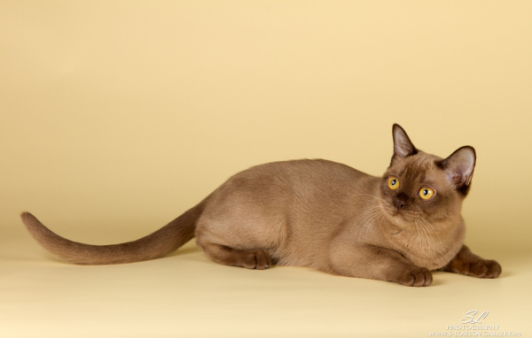 Милашка бурманская кошка