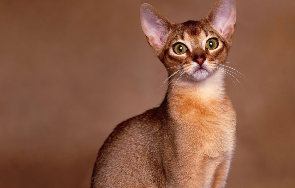 Милашка ориентальная короткошерстная кошка