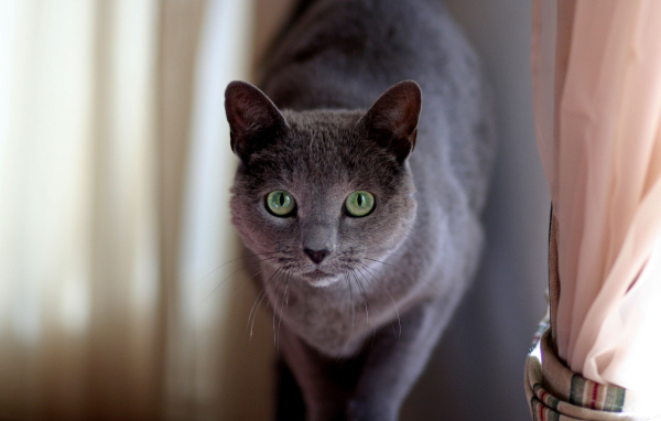 Милашка русская голубая кошка