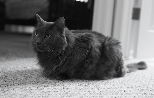 Милашка кот нибелунг