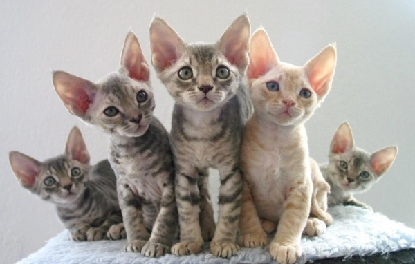 Котята девон-рекс