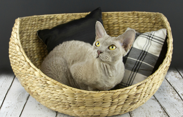 Кот девон-рекс в корзине